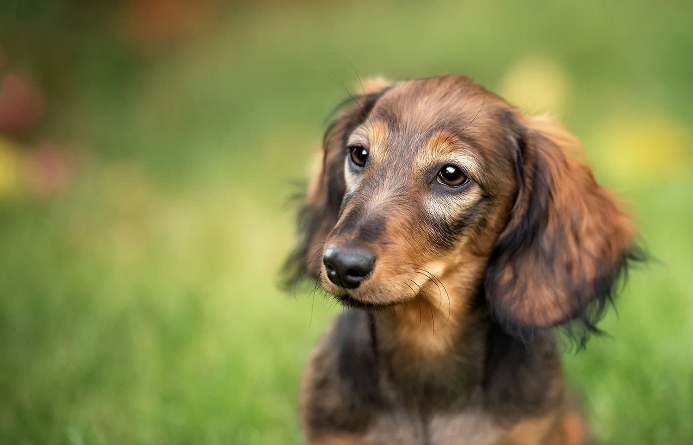 A close-up of a long-haired brown dachshund puppy sitting on grass, looking slightly to the right. The background is softly blurred, putting emphasis on the puppy's expressive eyes and silky fur that any veterinarian would admire.