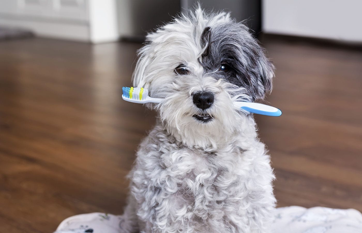 A small, fluffy white and gray dog is sitting on a mat with a blue and white toothbrush in its mouth, looking ready for the veterinarian. The background consists of a wooden floor and blurred indoor surroundings.