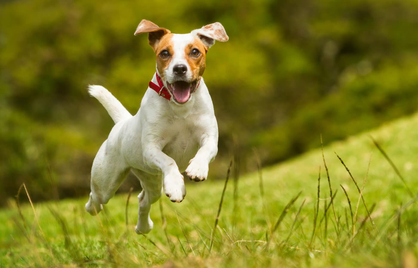 A small, energetic dog with a brown and white coat is leaping through the air with ears flying back and tongue out, appearing joyful. The background features lush green grass and a blurred natural setting, typical of a veterinarian's outdoor play area. The dog is wearing a red collar.