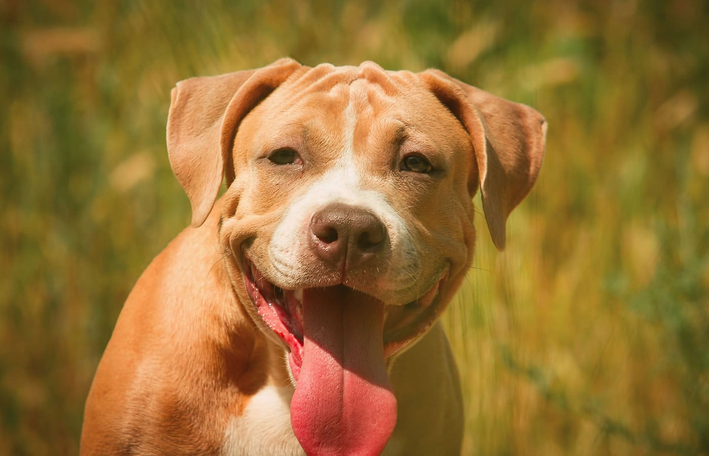 A happy light brown and white dog with floppy ears sits outdoors on a sunny day. The dog's mouth is open, tongue hanging out, and eyes slightly squinting, giving the appearance of a big smile. Fresh from a visit to the vet, it enjoys the blurred field of green grass in the background.