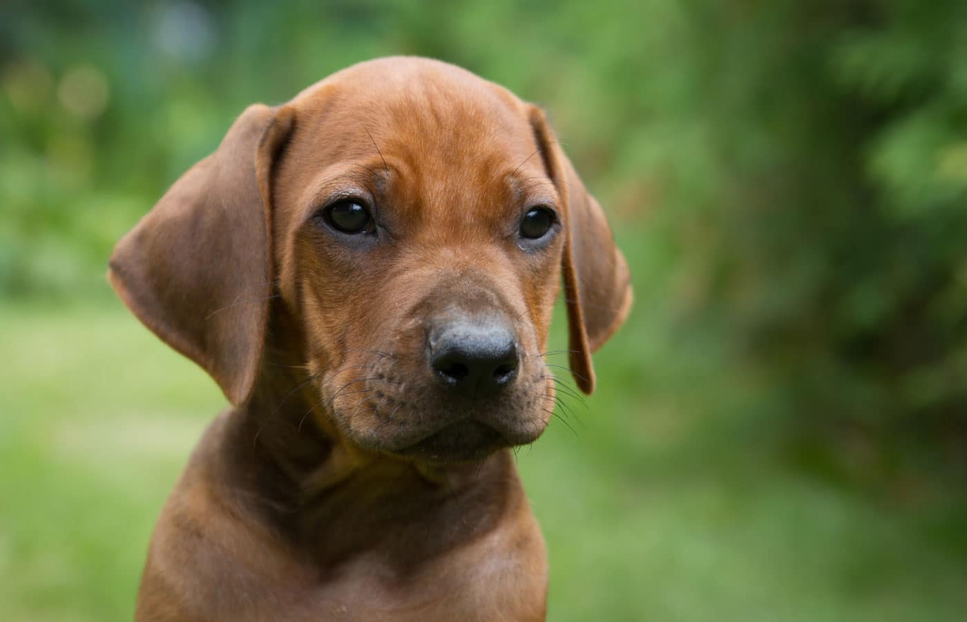 A close-up of a brown puppy outdoors. The puppy has floppy ears and an expressive face, looking slightly to the left. The background is blurred with greenery, highlighting the puppy as the main focus of the image. This adorable scene could melt even a vet's heart.