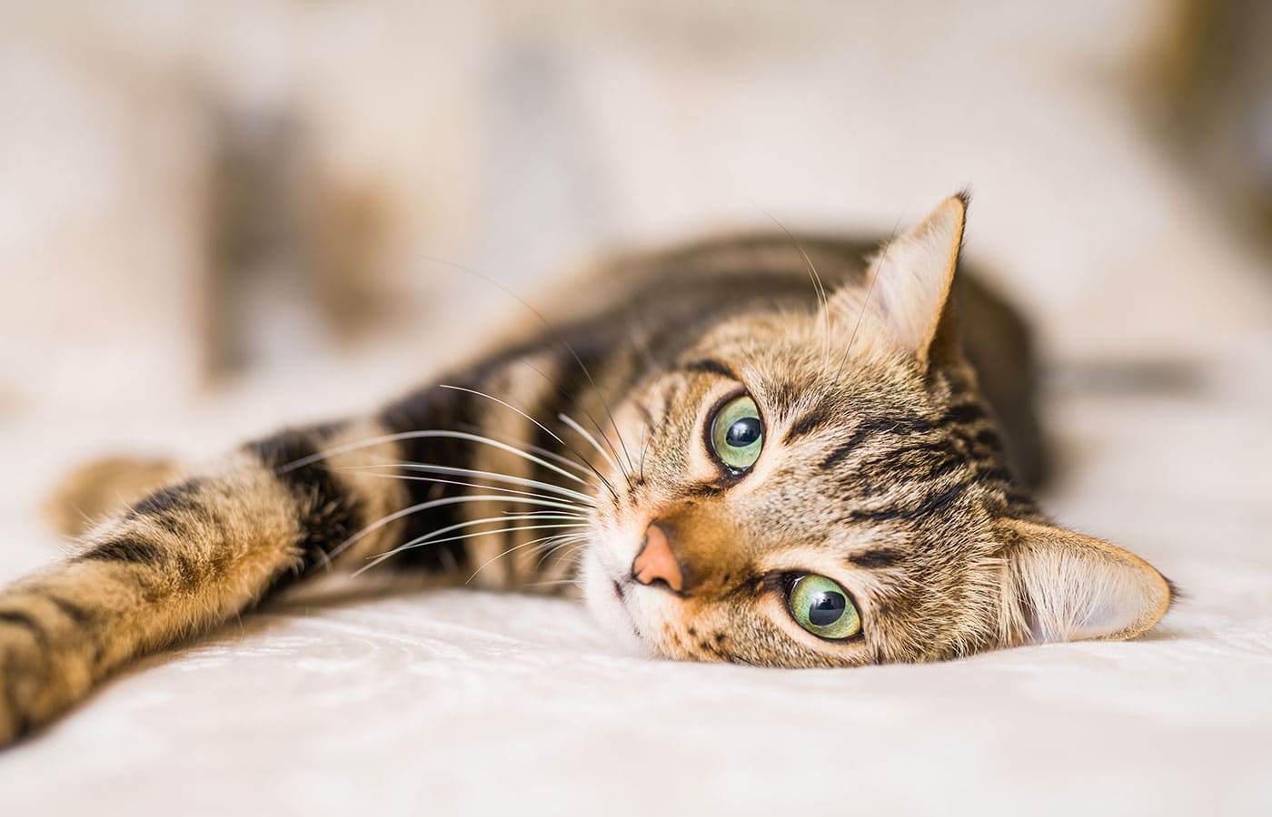 A close-up image of a tabby cat lying down on a bed, stretching one paw forward. The cat has green eyes and a calm, relaxed expression, looking almost as if it's just returned from a checkup at the veterinarian. The background is softly blurred.