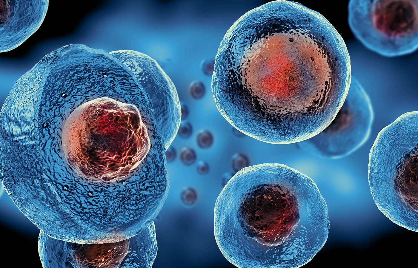 A close-up, detailed illustration of blue cells with textured surfaces and red nuclei, floating against a dark, blurred background. The image appears to represent biological cells magnified under a veterinarian's microscope.