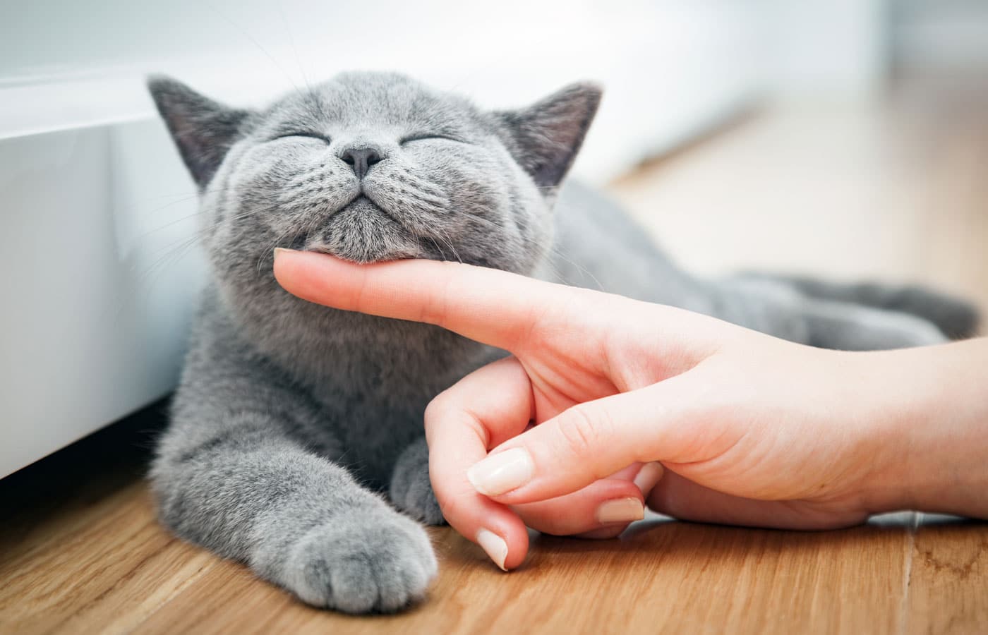 A gray kitten lies on a wooden floor, eyes closed and looking content while being gently scratched under its chin by a person's finger. The kitten's expression suggests it is enjoying the affection, much to the delight of its attentive veterinarian.